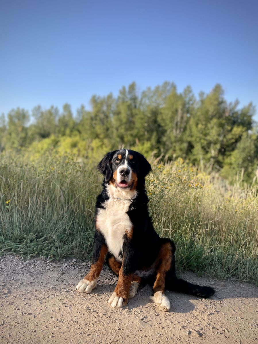 Bernese Mountain Dog Stud
