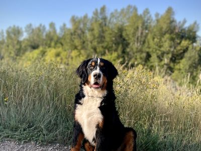 Bernese Mountain Dog Stud