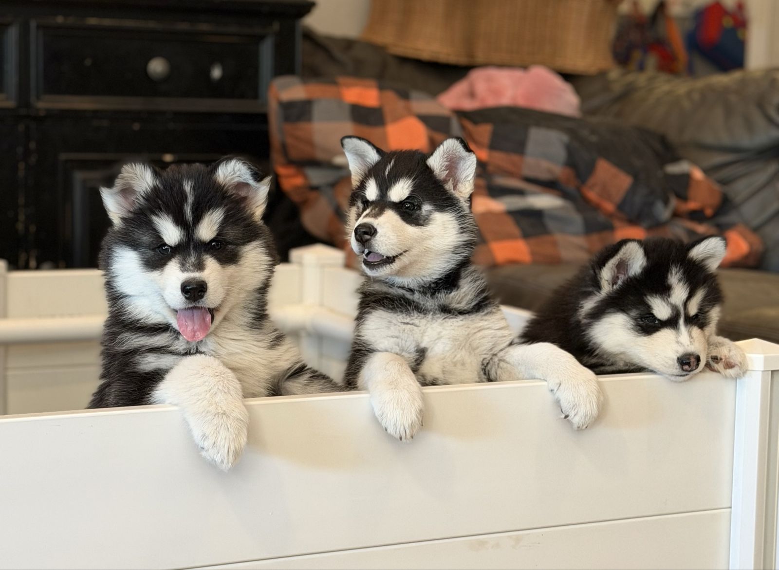 Siberian Huskies