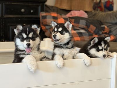 Siberian Huskies