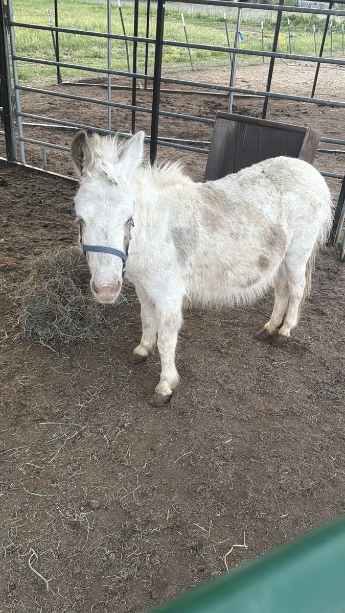 Mini Mule!
