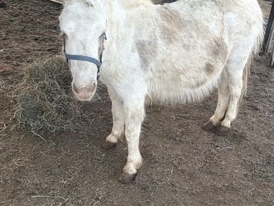 Mini Mule!
