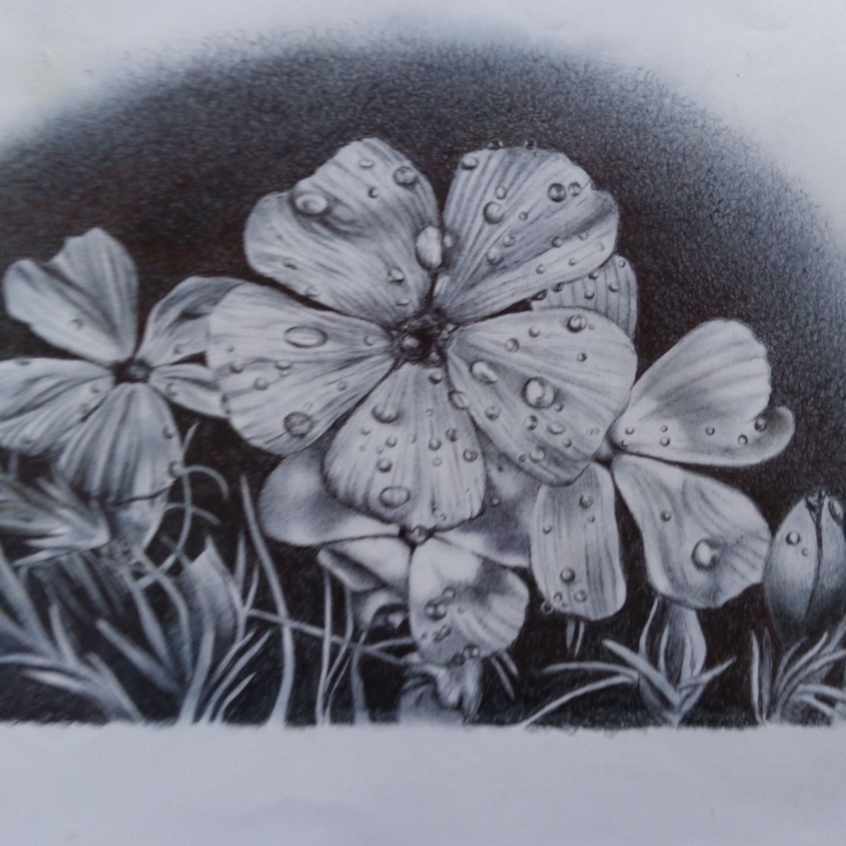 Original Pencil Drawing Floral & Nature Graphite Artwork