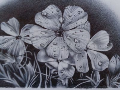 Original Pencil Drawing Floral & Nature Graphite Artwork