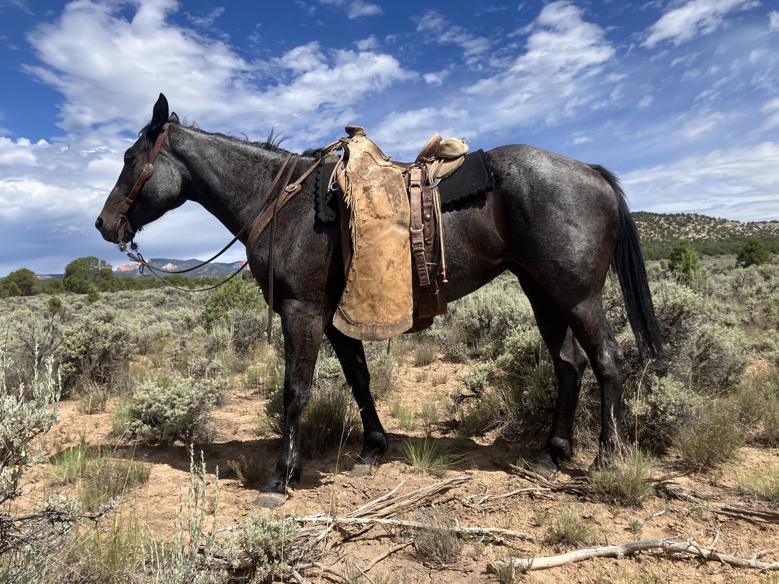 Sage 5 year old 1/4 draft mare!!!