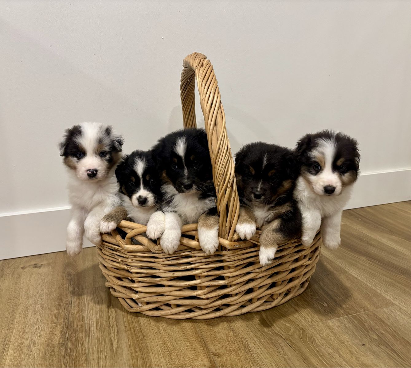ASDR Australian Shepherd Standard Sized Puppies
