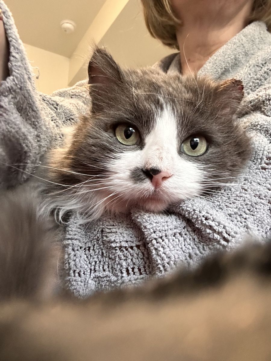 FLUFFY Gentle GIANT! Fixed/vaxed