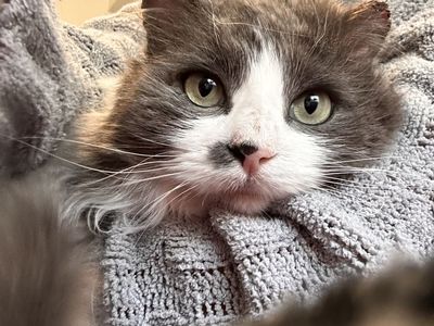 FLUFFY Gentle GIANT! Fixed/vaxed