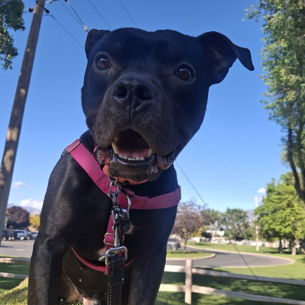 Hello my name is Otis