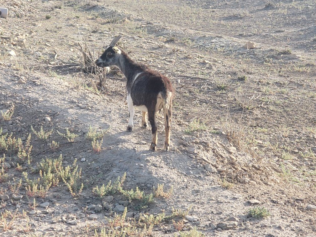 Pygmy Goat- Black/White Doe/Female