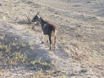 Pygmy Goat- Black/White Doe/Female
