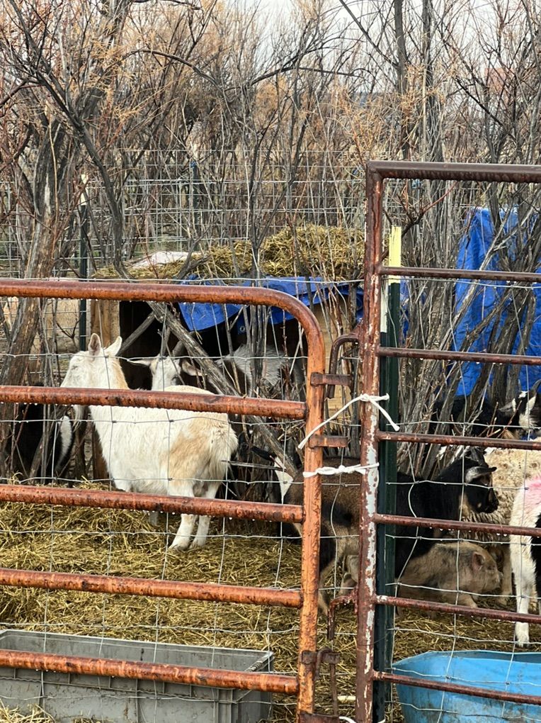 Goats All Kinds