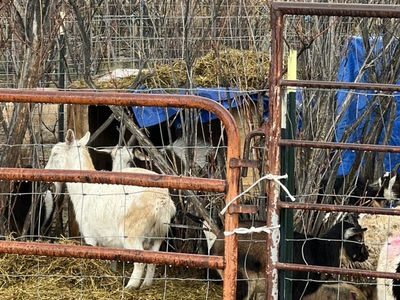 Goats All Kinds