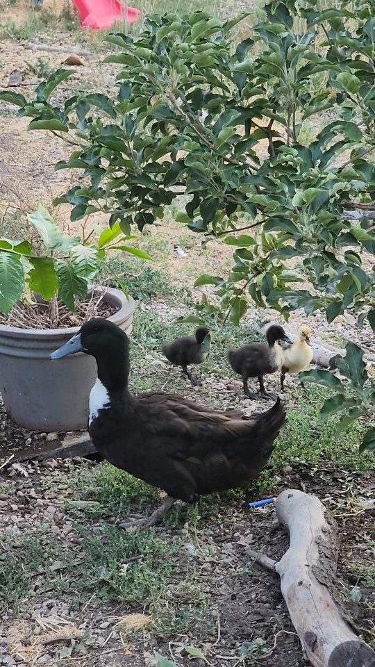 Ducklings - 3 Adorable Domestic Duck Hatchlings, Mixed Colors
