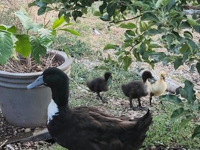 Ducklings - 3 Adorable Domestic Duck Hatchlings, Mixed Colors