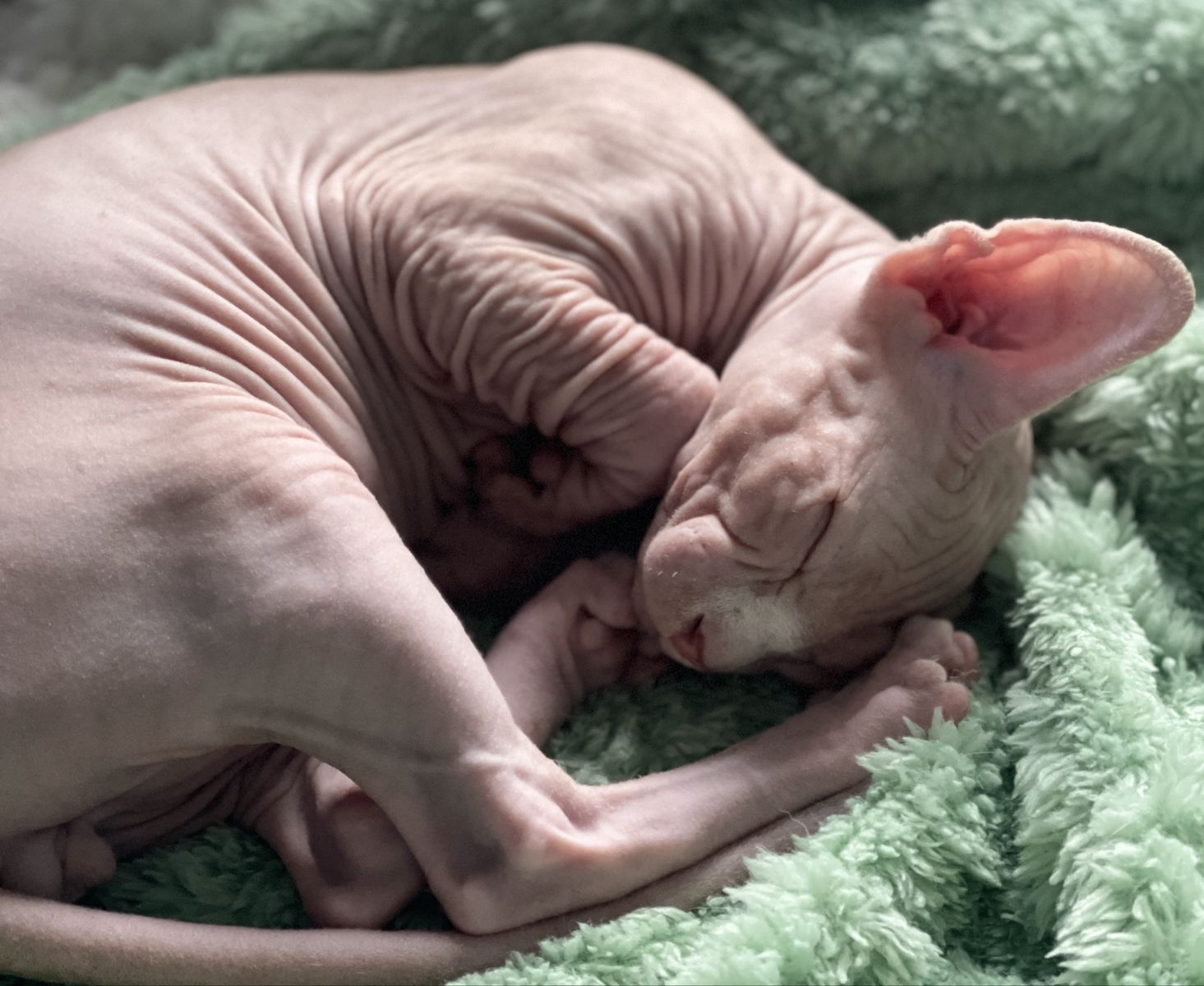 Meet CHICKEN NUGGET! Playful loving Male white Sphynx *LAST ONE*