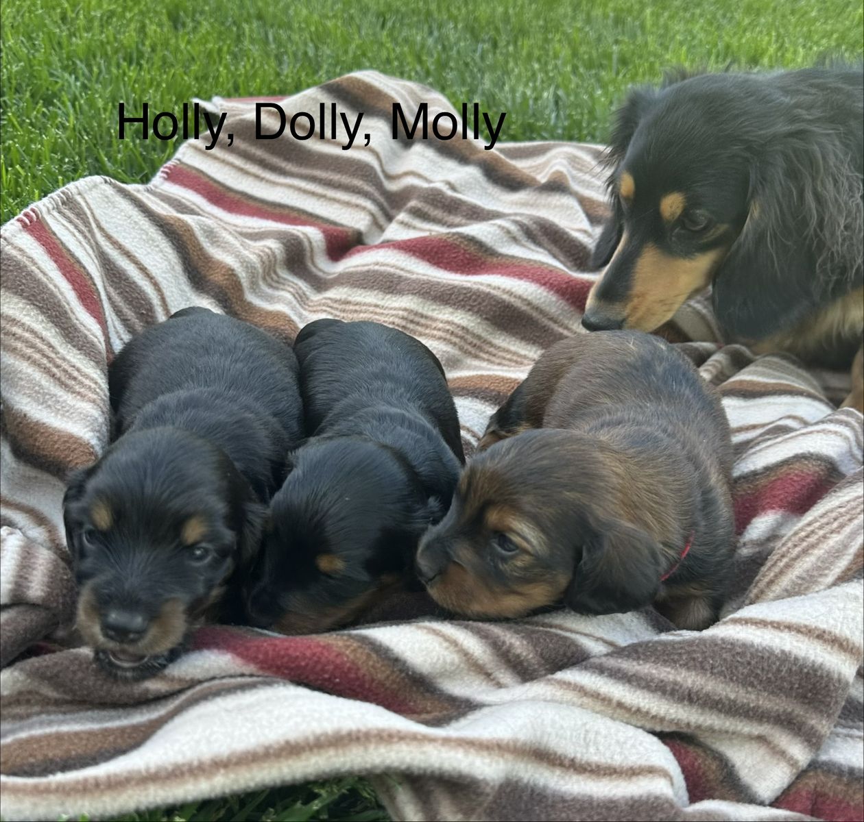 Long haired dachshund puppies. Super cute.