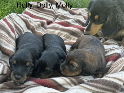 Long haired dachshund puppies. Super cute.