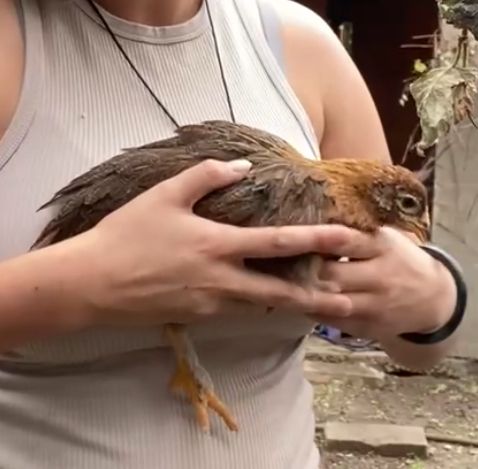 Moss Egger Pullet--Coop Ready Barnyard Mix