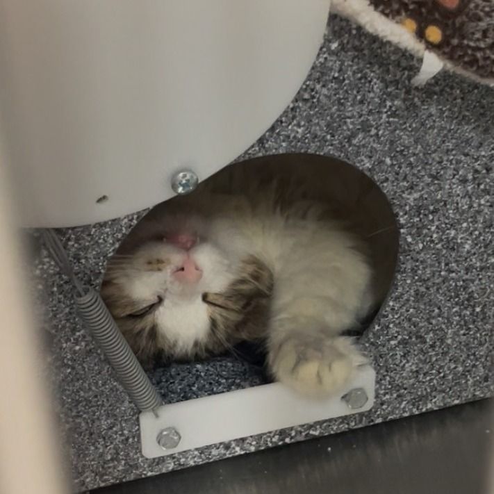 Hello my name is Teacup Moss