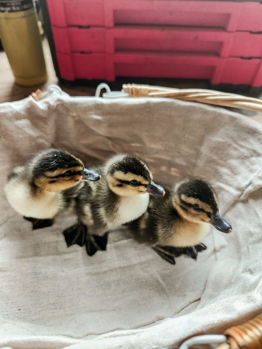 Mallord ducklings