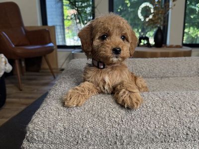 Darling Kennel Trained Tiny Goldendoodles Puppies