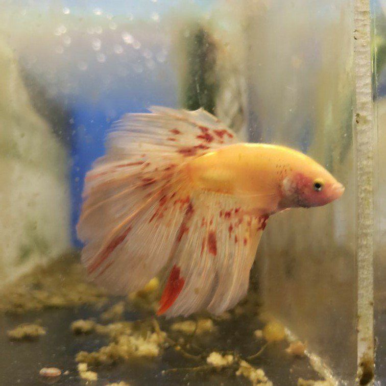 import halfmoon Betta.