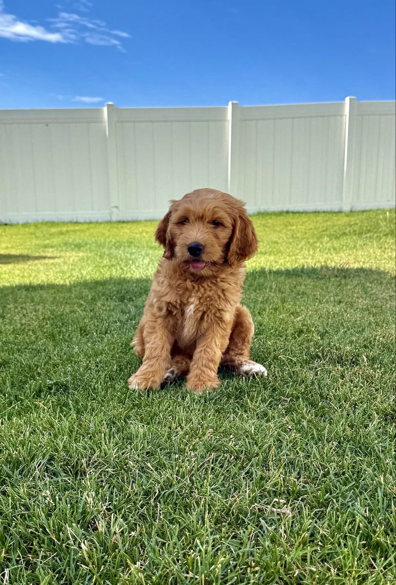 Mini / Medium Goldendoodle Puppies