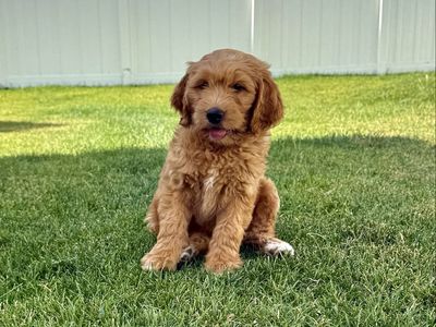 Mini / Medium Goldendoodle Puppies