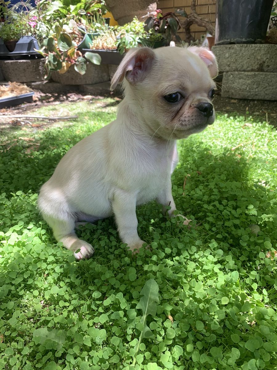 Pug/shihtzu