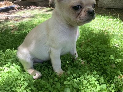 Pug/shihtzu