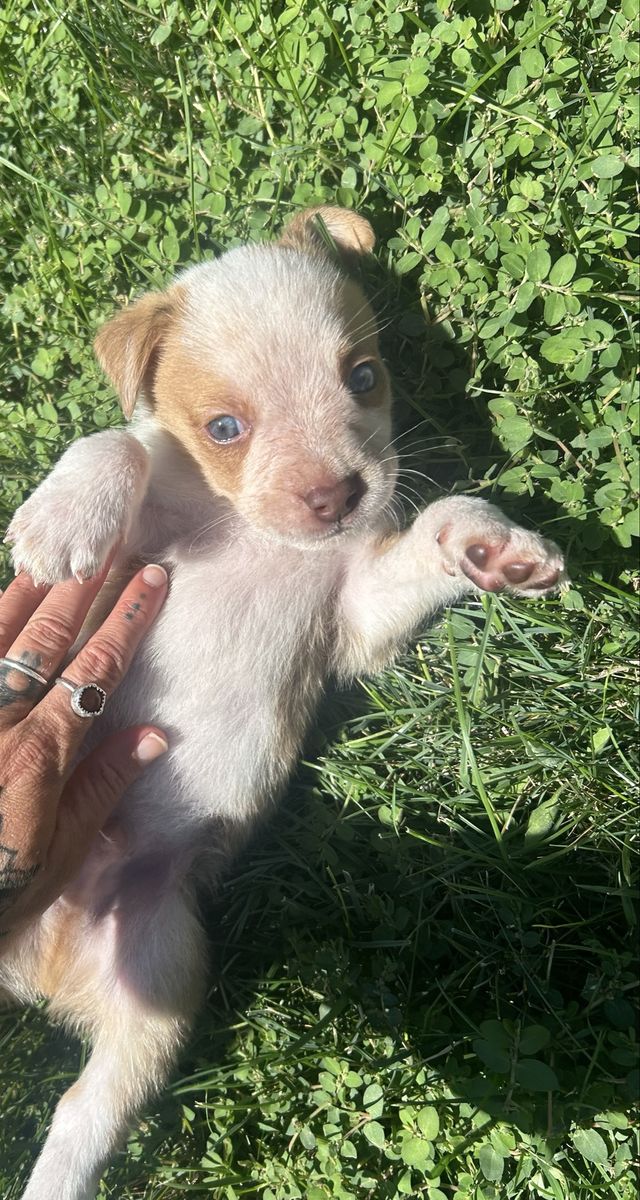 Adorable Male Blue Eyed Red Heeler/ Coyote/ Purebred Pocket Bully OBO