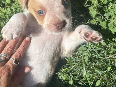 Adorable Male Blue Eyed Red Heeler/ Coyote/ Purebred Pocket Bully OBO