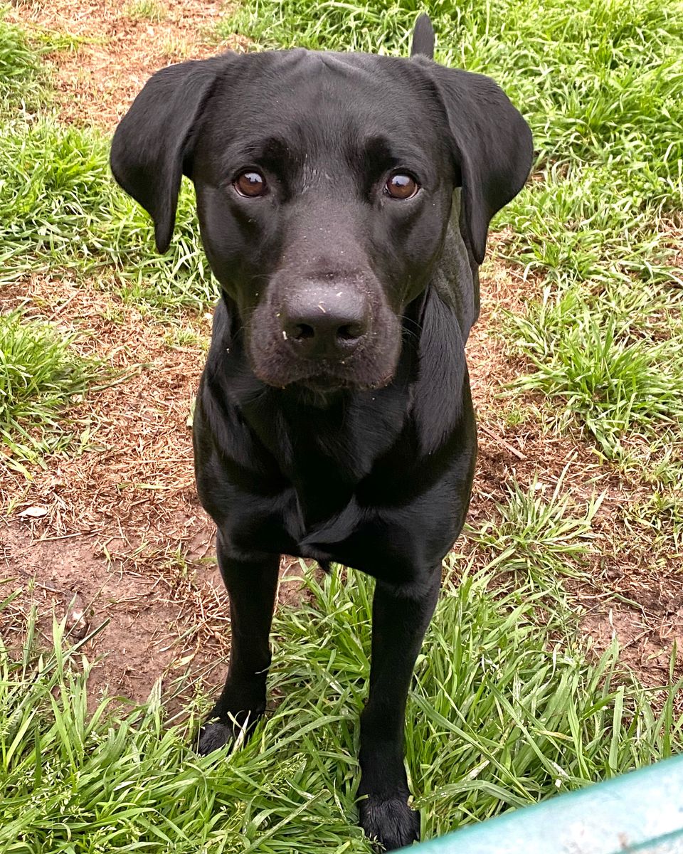 AKC Registered Black Labrador Retriever STUD