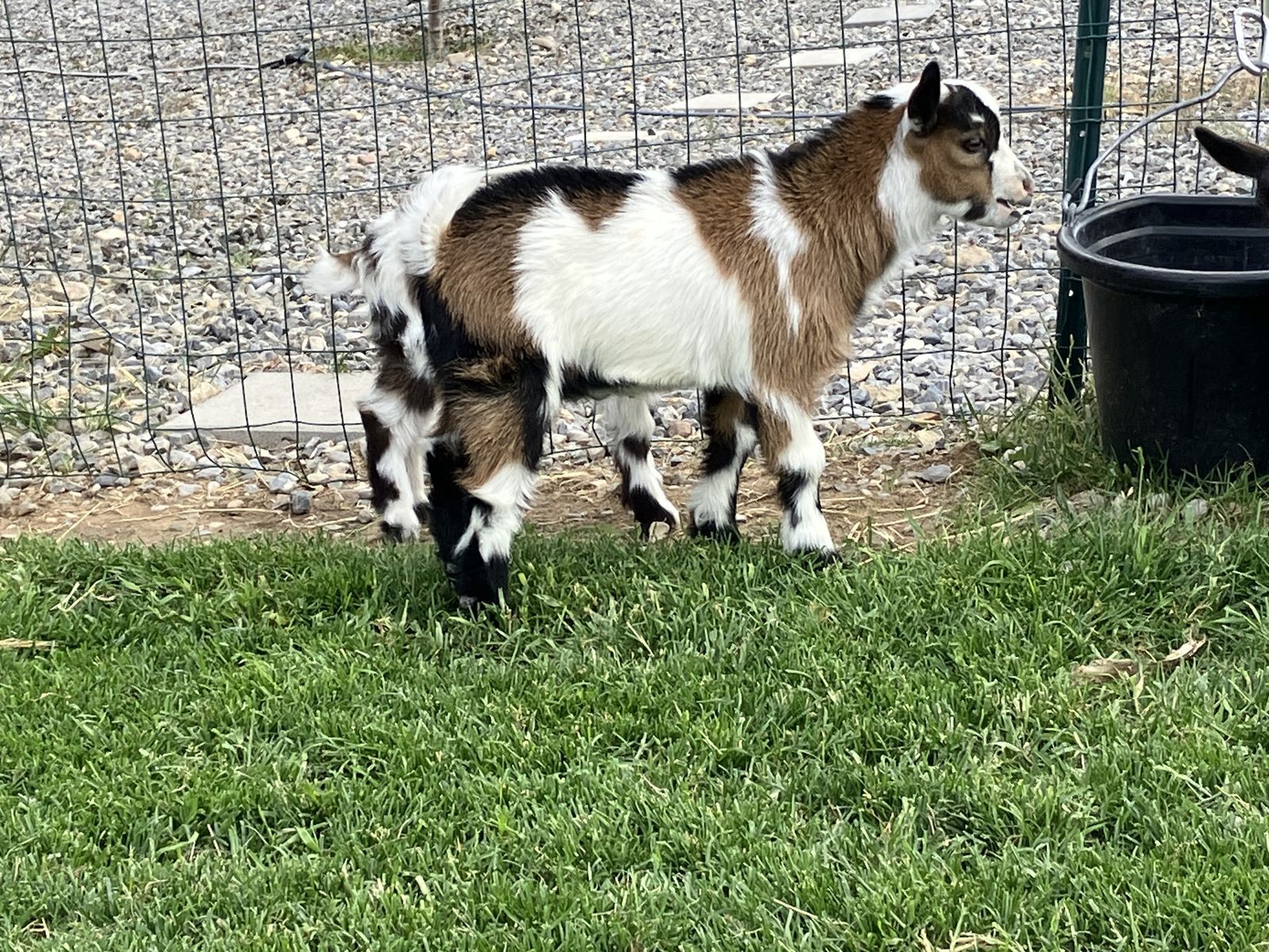 Nigerian Dwarf Wether