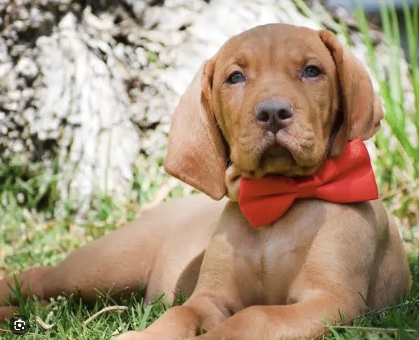 ISO Vizsla Breeder / Puppy