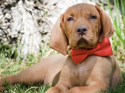 ISO Vizsla Breeder / Puppy