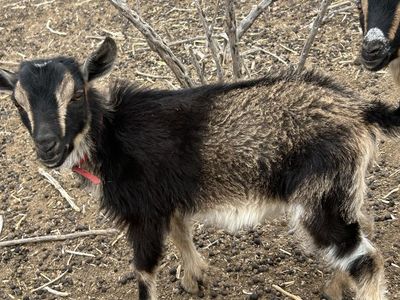 Male Miniature Nigerian goat