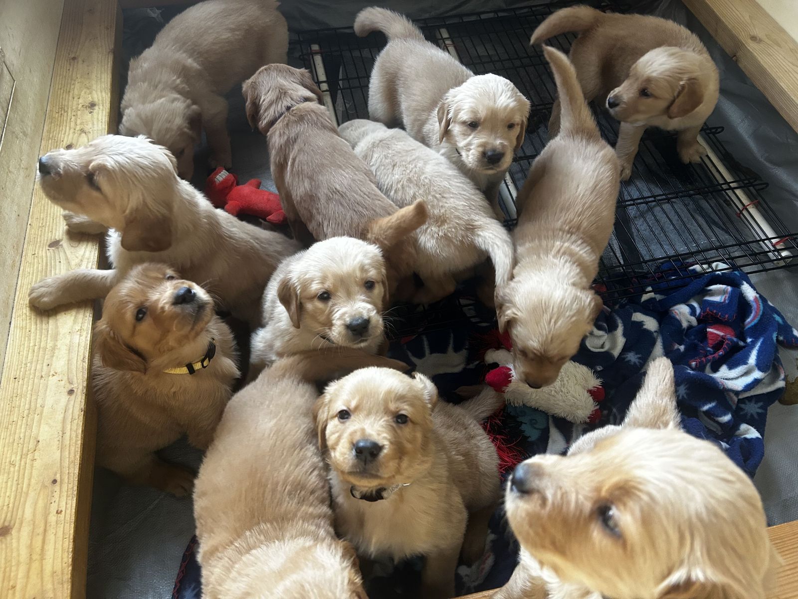 Golden Retriever Puppies!