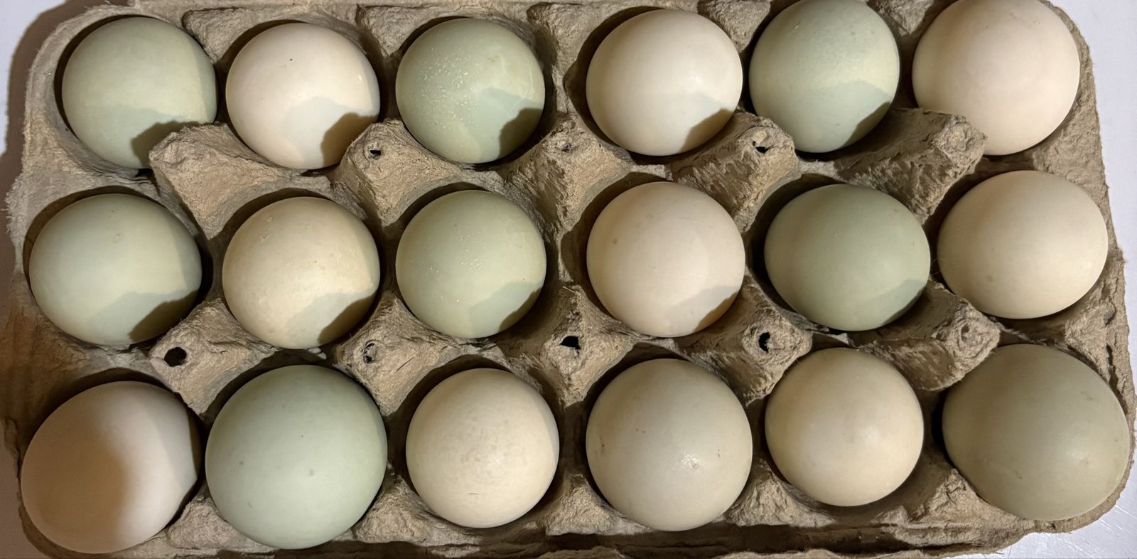 Fresh Farm Duck Eggs - Carton of 18 Mixed Color Eggs