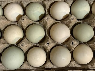 Fresh Farm Duck Eggs - Carton of 18 Mixed Color Eggs