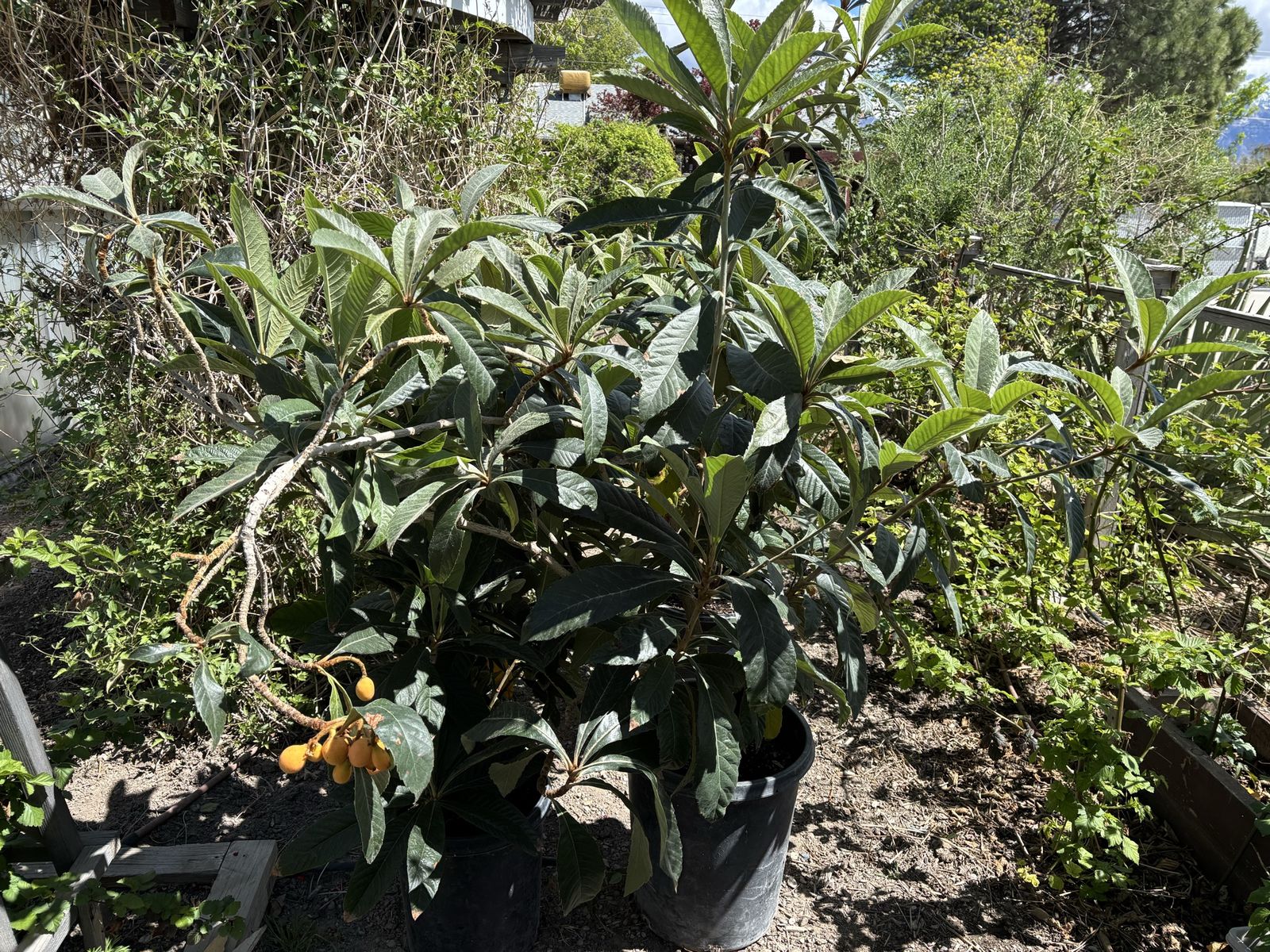 Loquat Trees Mature Fruit Bearing