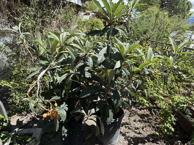 Loquat Trees Mature Fruit Bearing