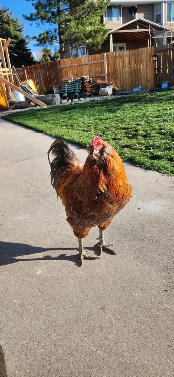 One year old Bantum Rooster
