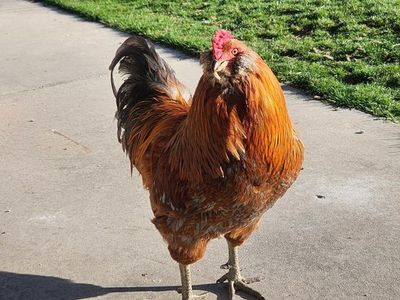 One year old Bantum Rooster