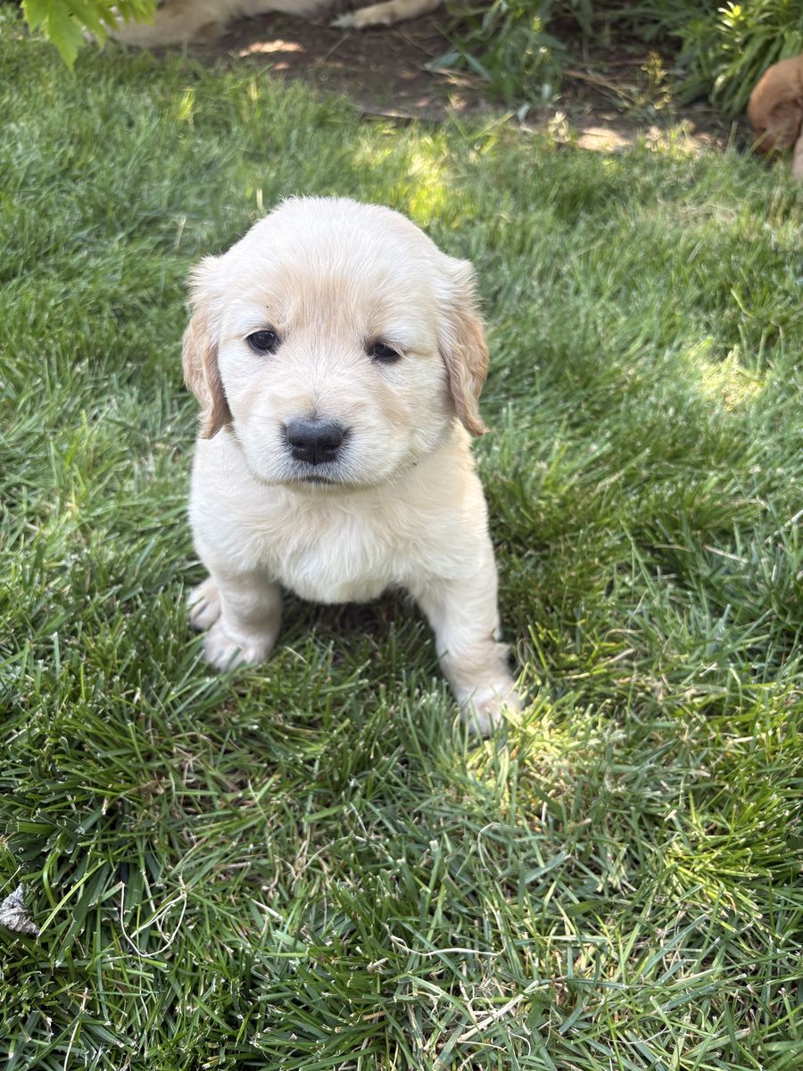AKC Registered Golden Retriever Puppies - 5 Girls $1500, 4 Boys $1200- Heber City