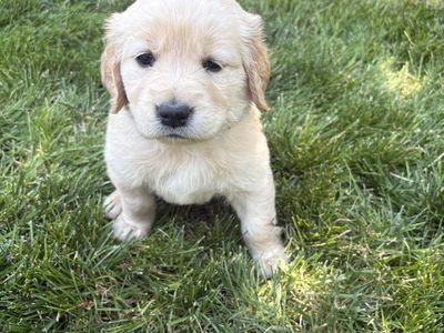 AKC Registered Golden Retriever Puppies - 5 Girls $1500, 4 Boys $1200- Heber City