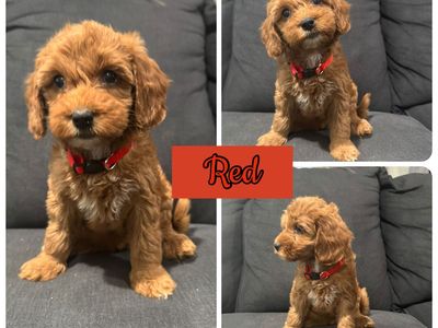 Mini Goldendoodles , Mini Golden Doodles