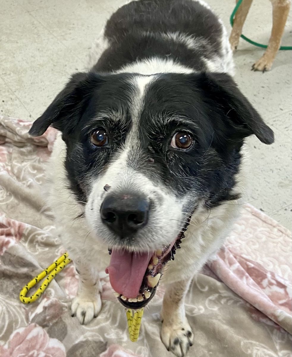 A164879 Missy Is Available for Adoption!