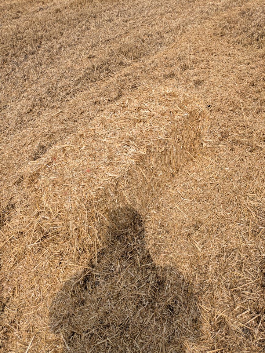 Small Square Straw Bales for Livestock Bedding or Garden Mulch